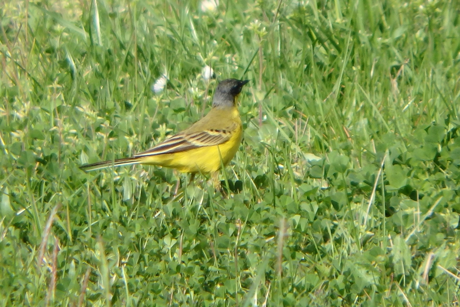 Western Yellow Wagtail