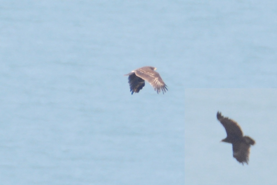 Steppe Eagle