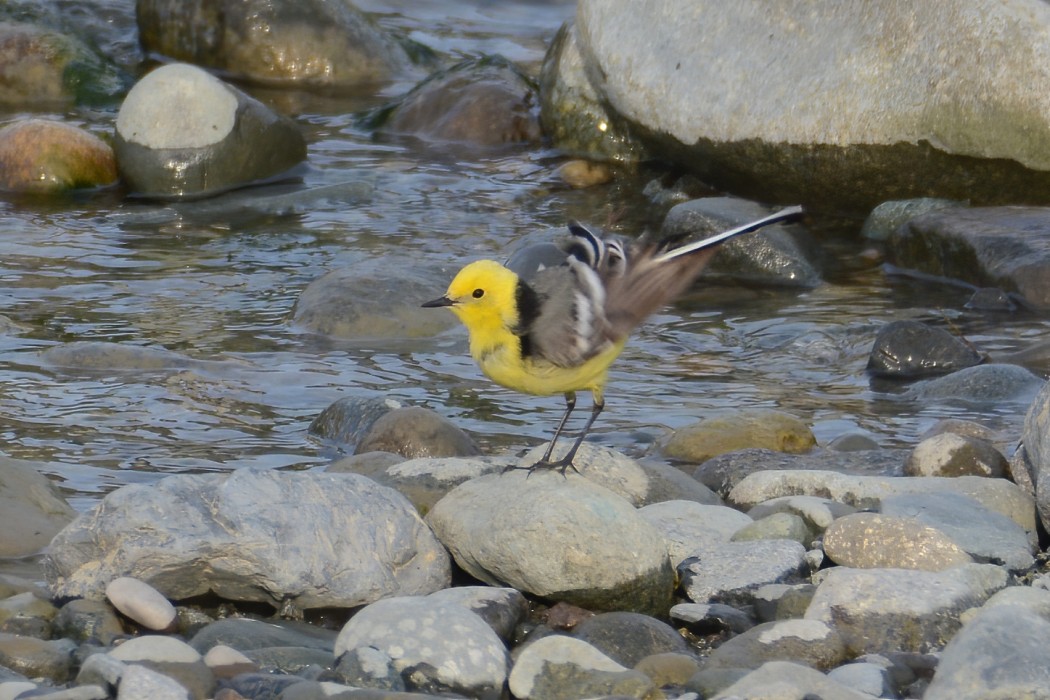 Citrine Wagtail