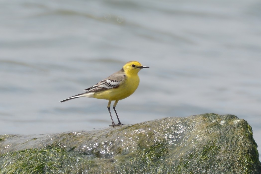 Citrine Wagtail