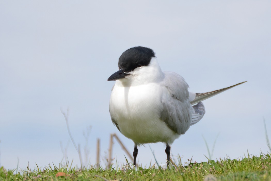 Gull-billed Tern