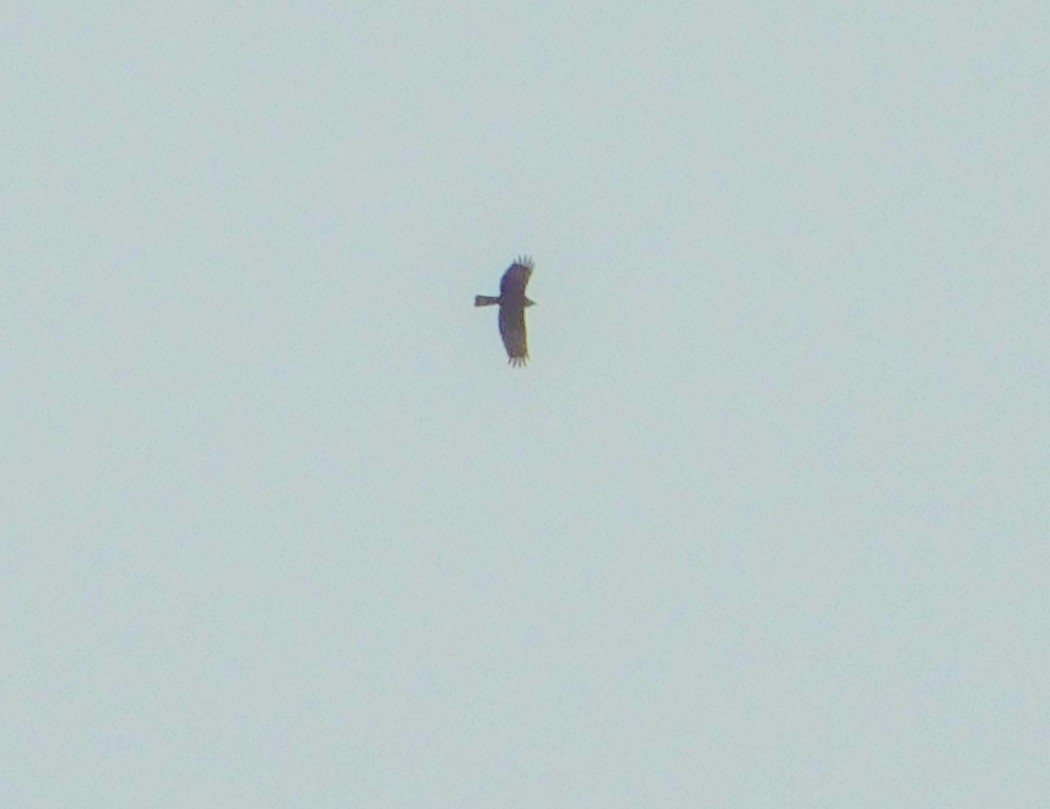 Booted Eagle