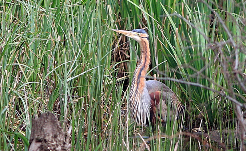 Purple Heron
