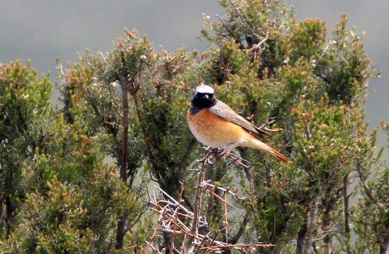 Common Redstart
