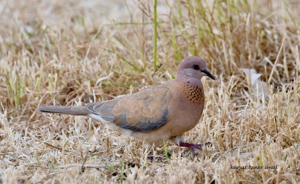 Laughing Dove