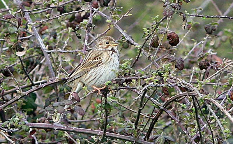 Corn Bunting