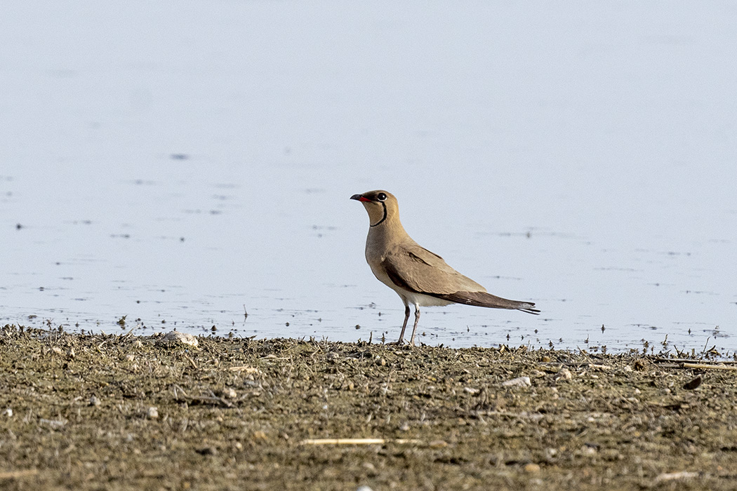 Collared Pratincole