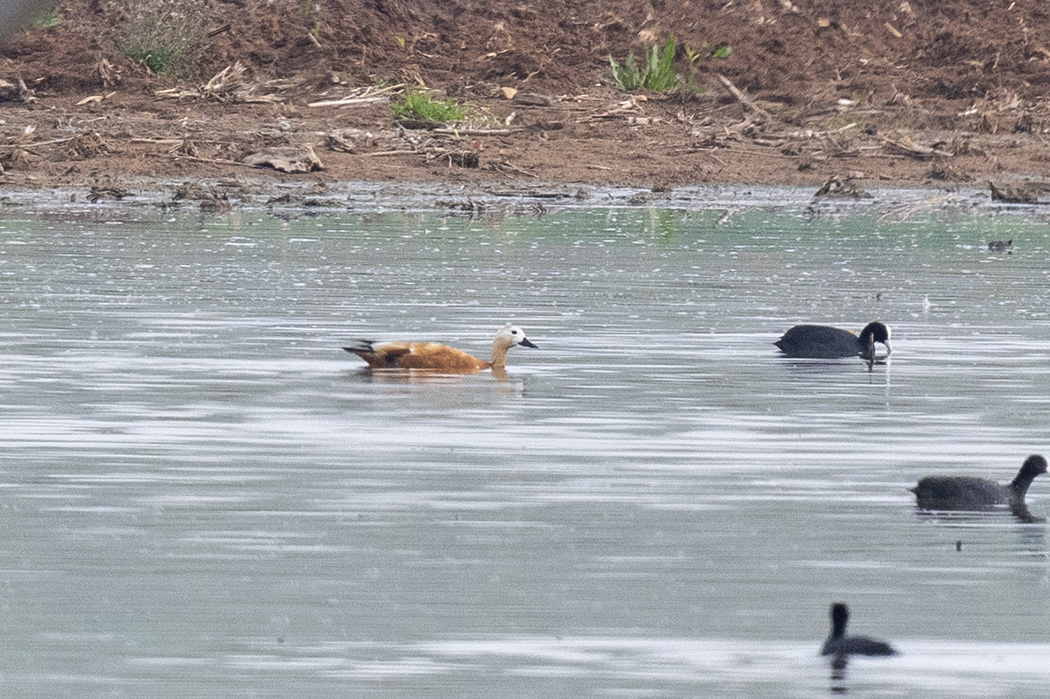 Ruddy Shelduck