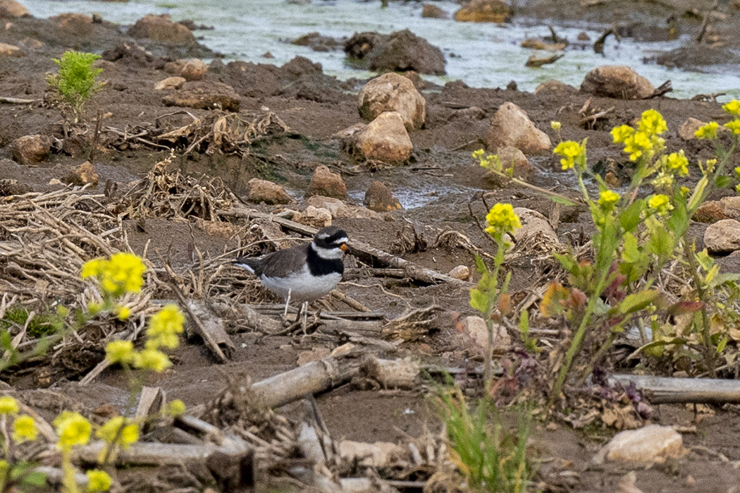 Common Ringed Plover