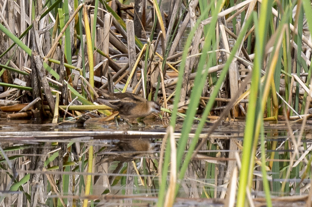 Little Crake