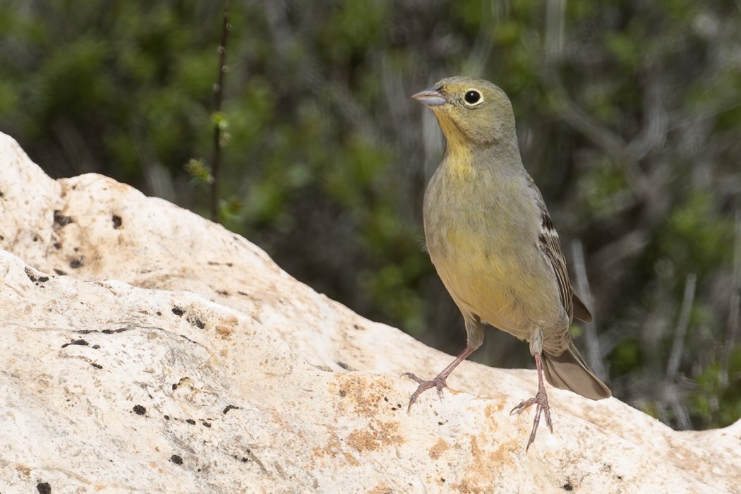 Cinereous Bunting