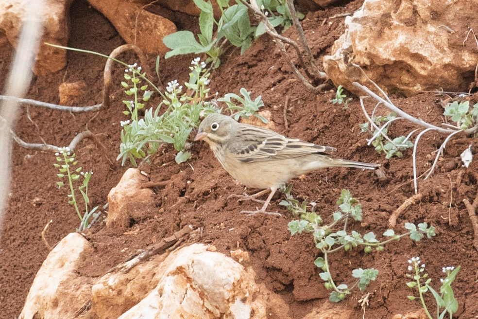 Ortolan Bunting