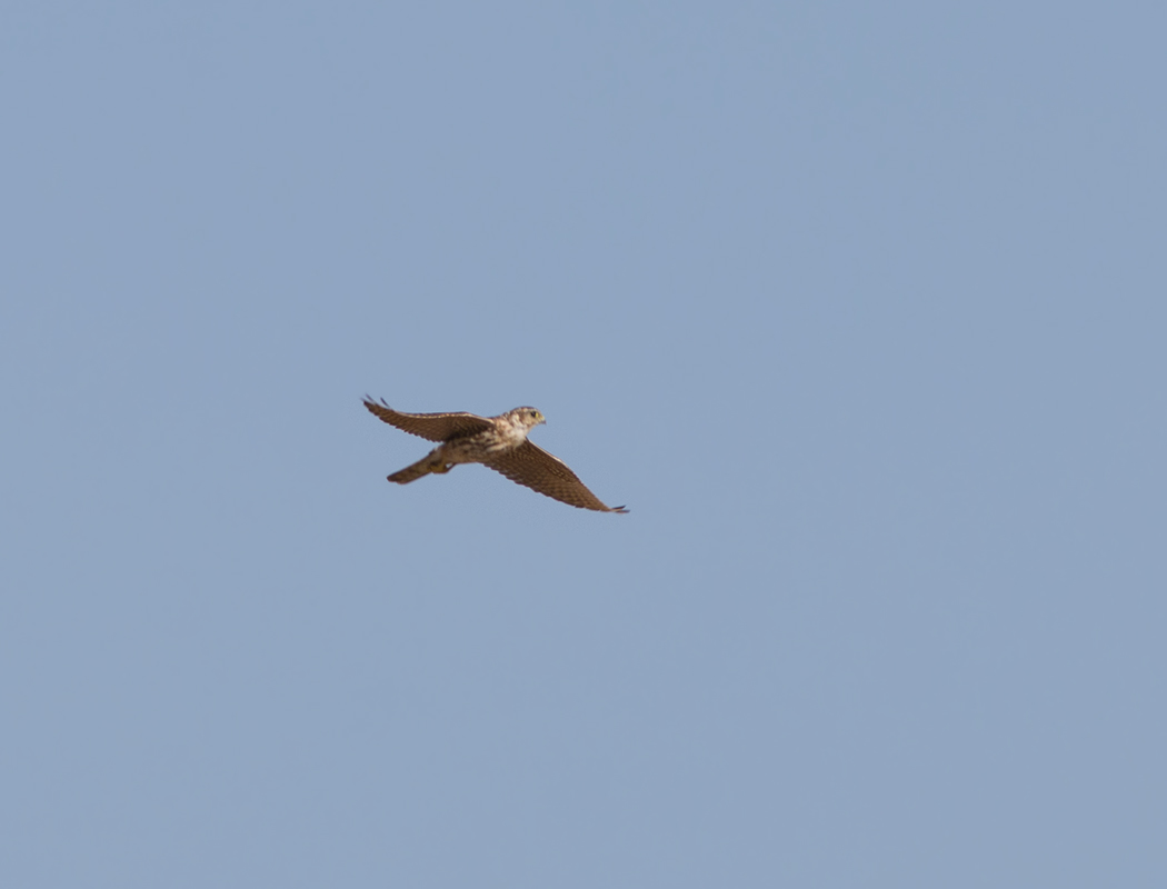 Merlin