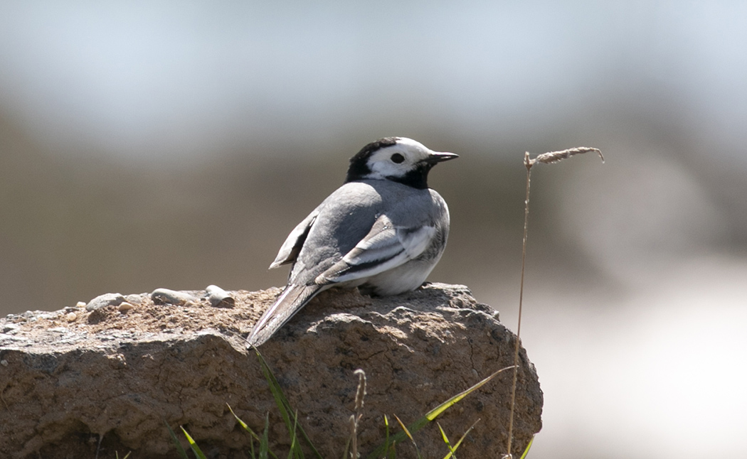 White Wagtail