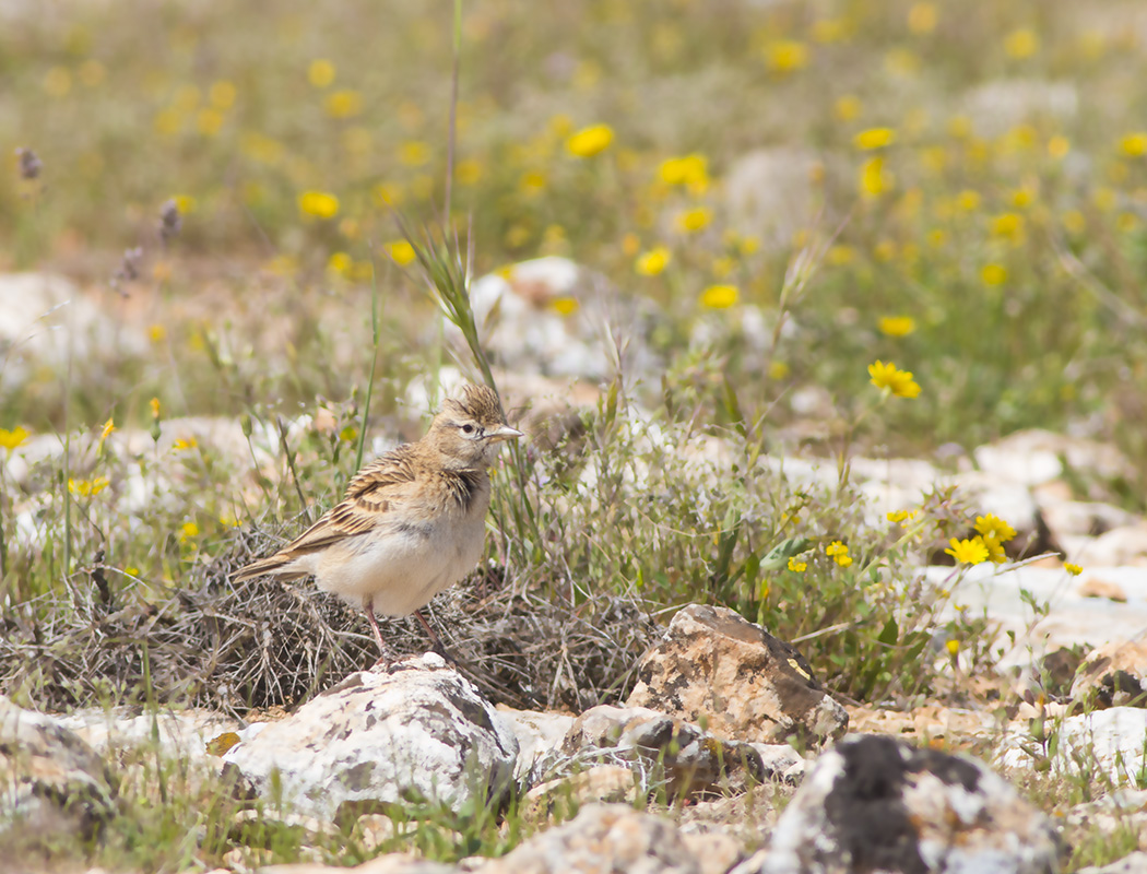Greater Short-toed Lark