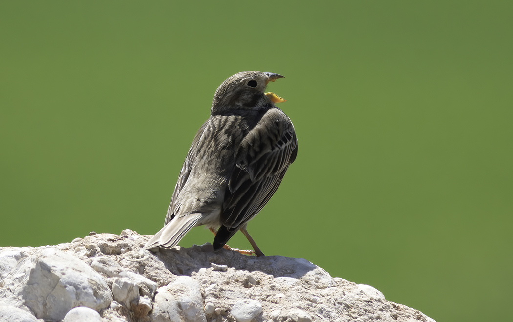 Corn Bunting