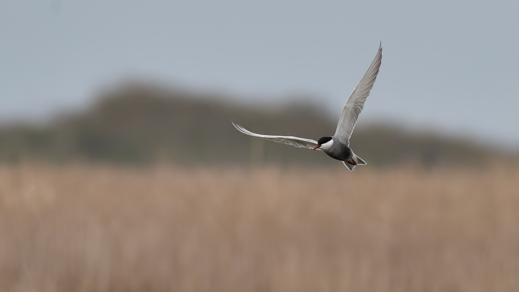 Whiskered Tern