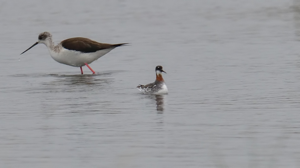Red-necked Phalarope