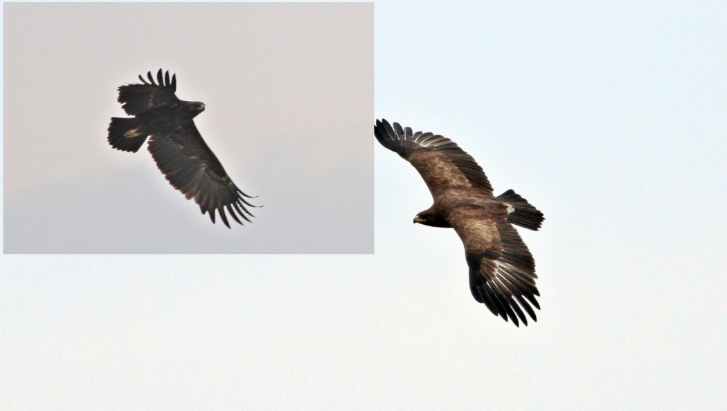 Greater Spotted Eagle
