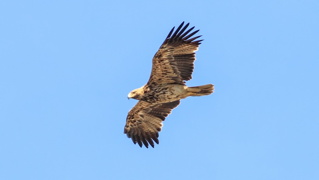 Eastern Imperial Eagle