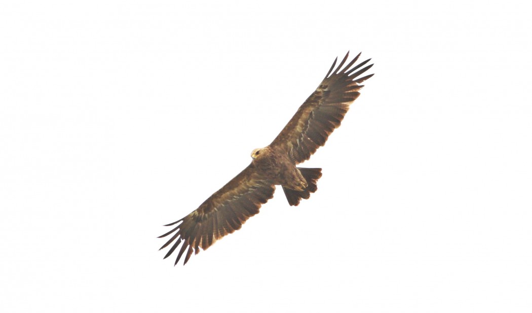 Lesser Spotted Eagle