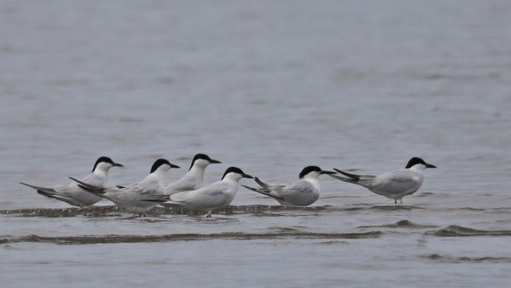 Sandwich Tern
