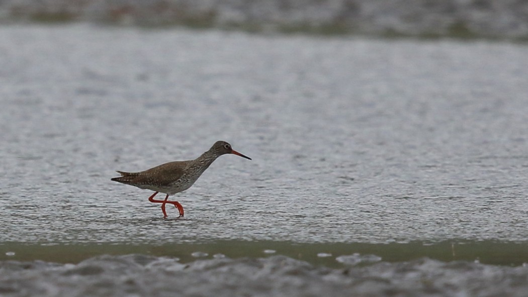 Common Redshank