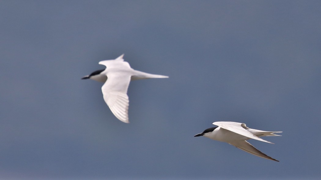 Gull-billed Tern