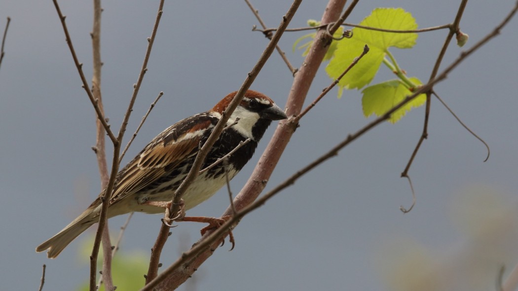Spanish Sparrow