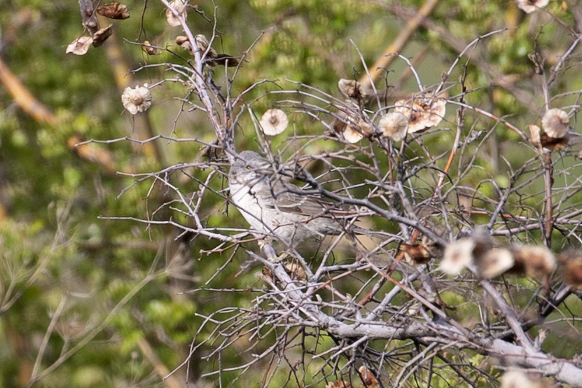 Barred Warbler