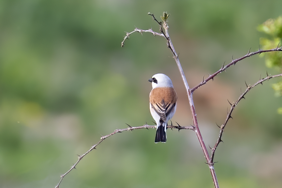 Red-backed Shrike