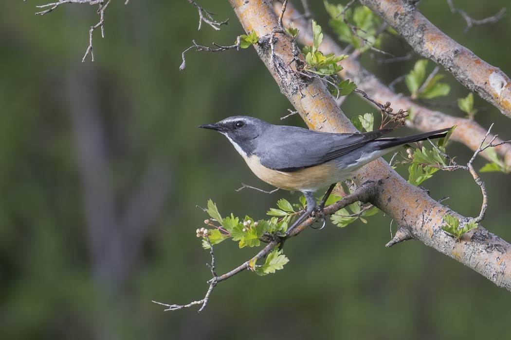 White-throated Robin
