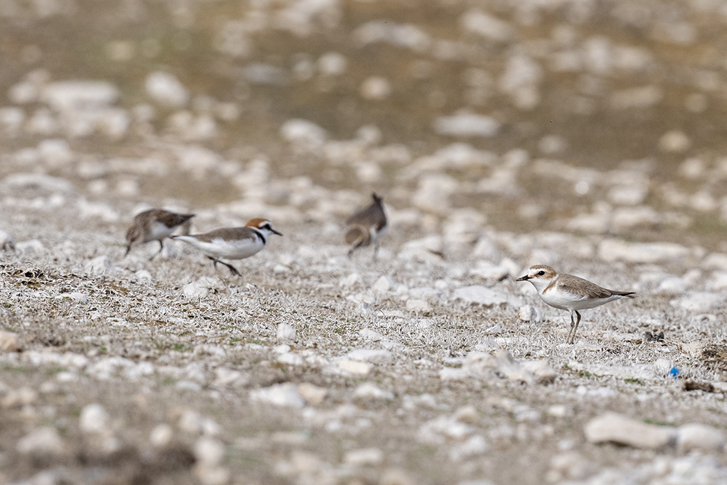 Kentish Plover