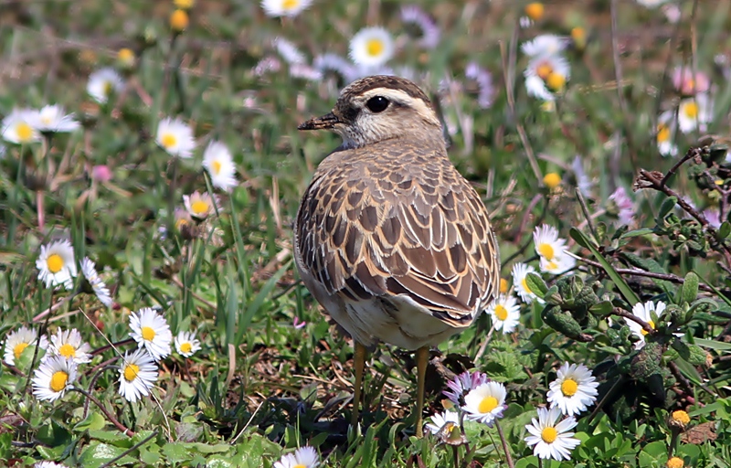 Eurasian Dotterel