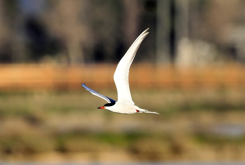 Common Tern