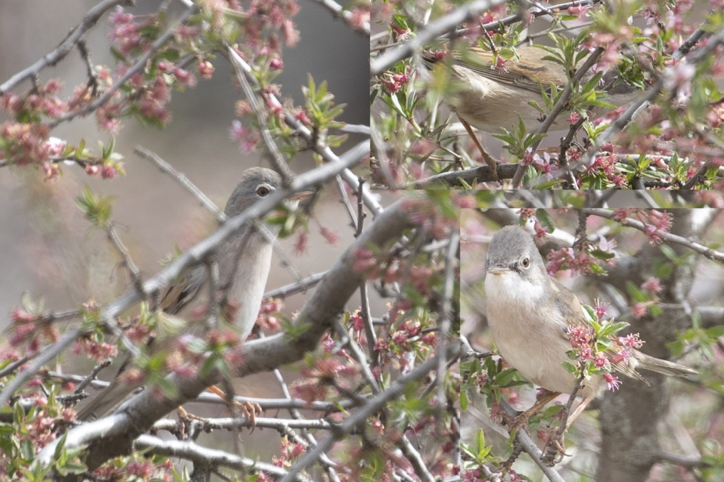 Common Whitethroat
