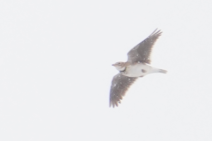 Calandra Lark