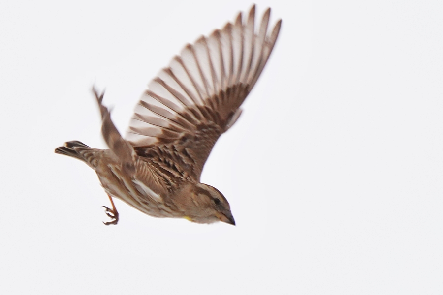 Rock Sparrow