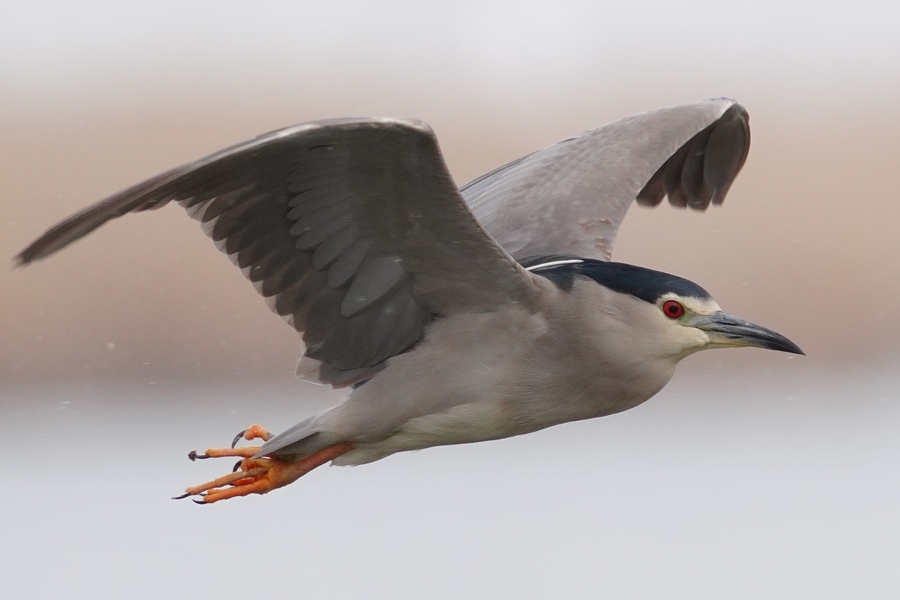 Black-crowned Night Heron