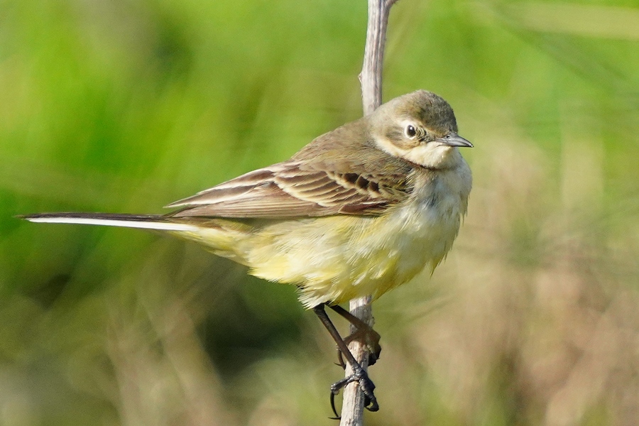 Western Yellow Wagtail