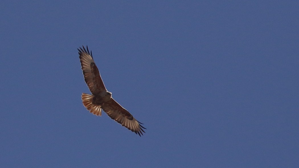 Long-legged Buzzard
