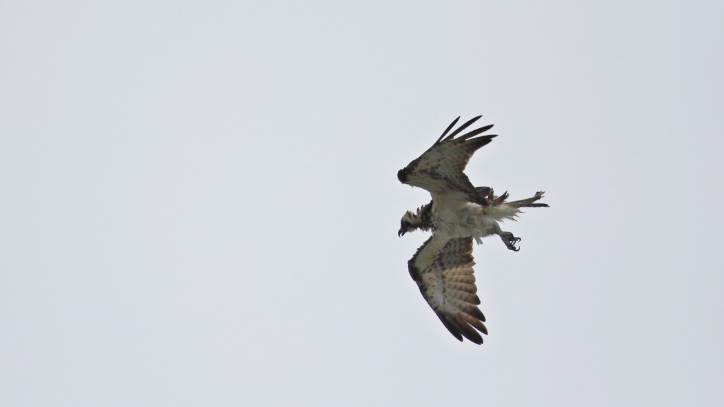 Osprey