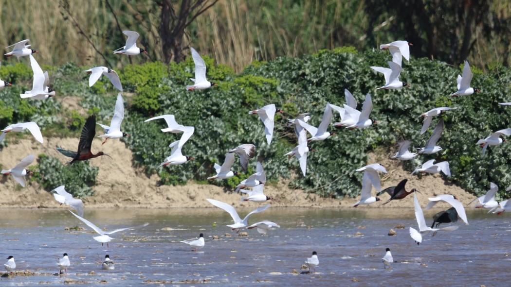 Mediterranean Gull