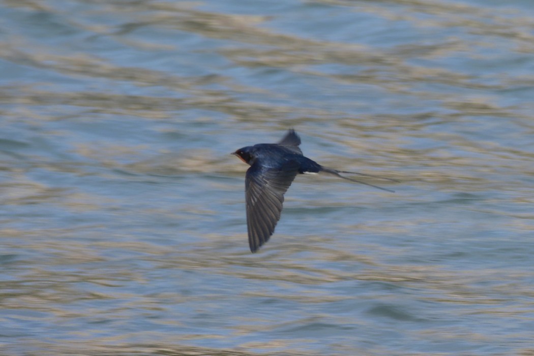 Barn Swallow