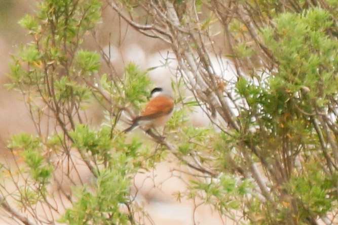 Red-backed Shrike