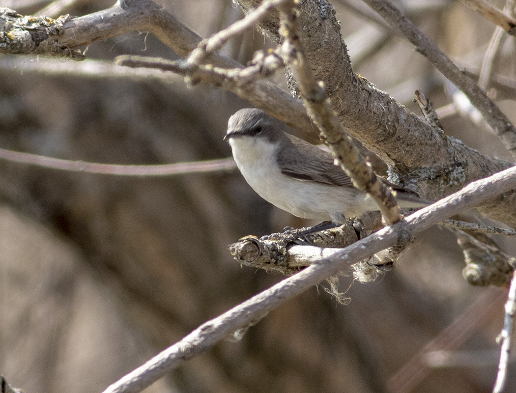 Lesser Whitethroat
