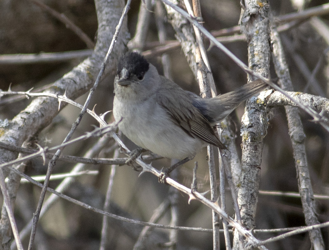 Eurasian Blackcap