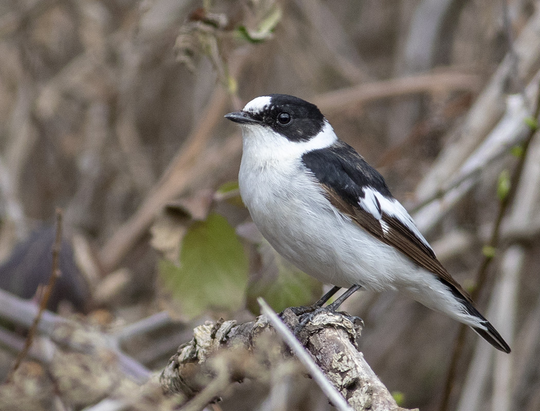 Collared Flycatcher