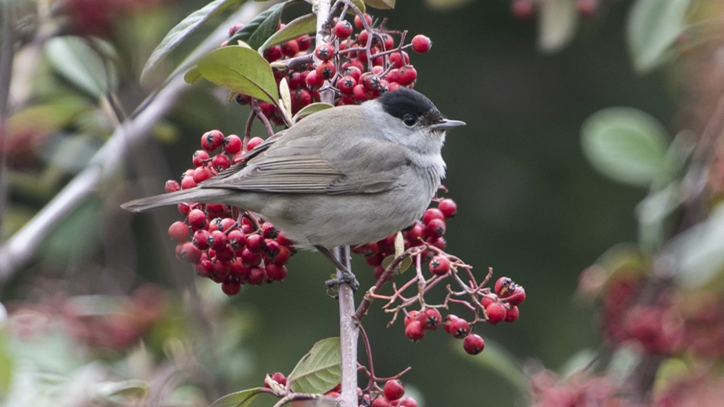 Eurasian Blackcap