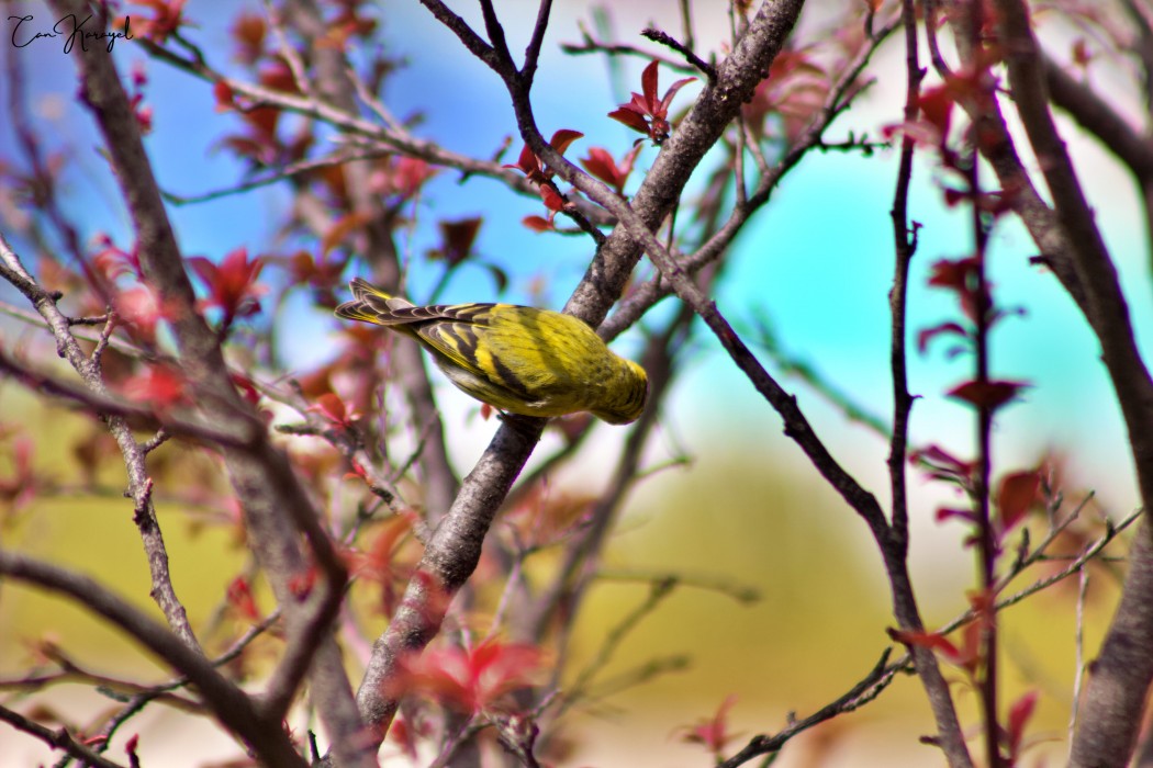 Eurasian Siskin